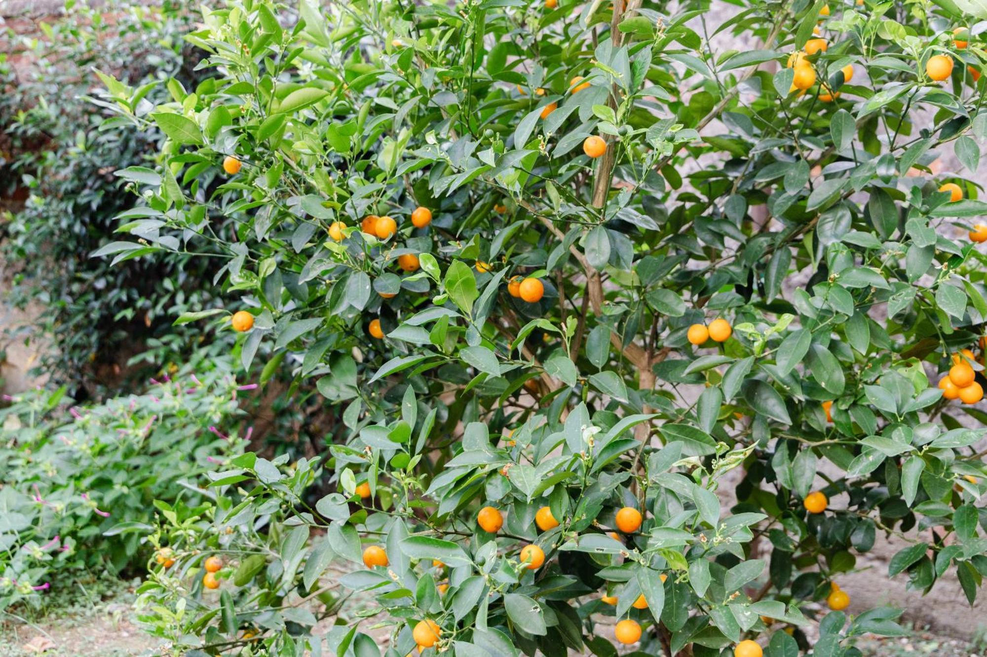 Au Jardin De 피렌체 외부 사진